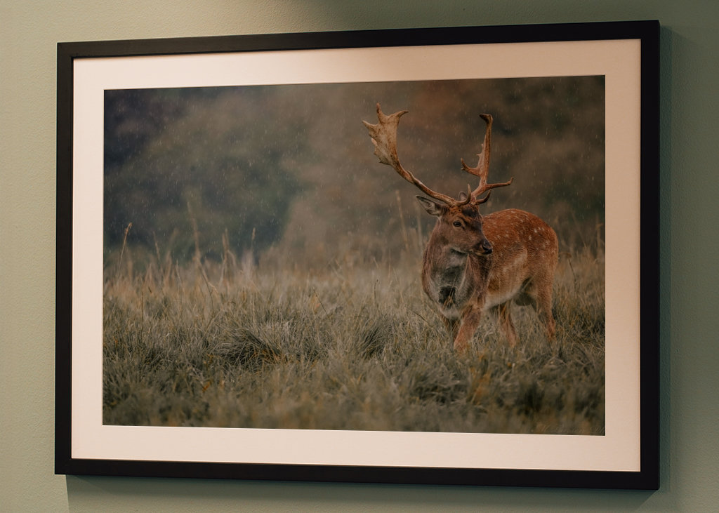 The Roe Deer in the Rain's Dan