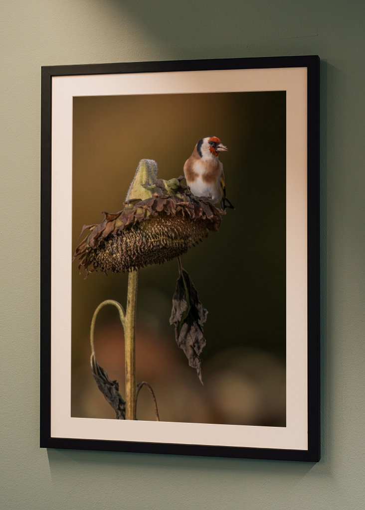 Guldfinke på moden solsikke