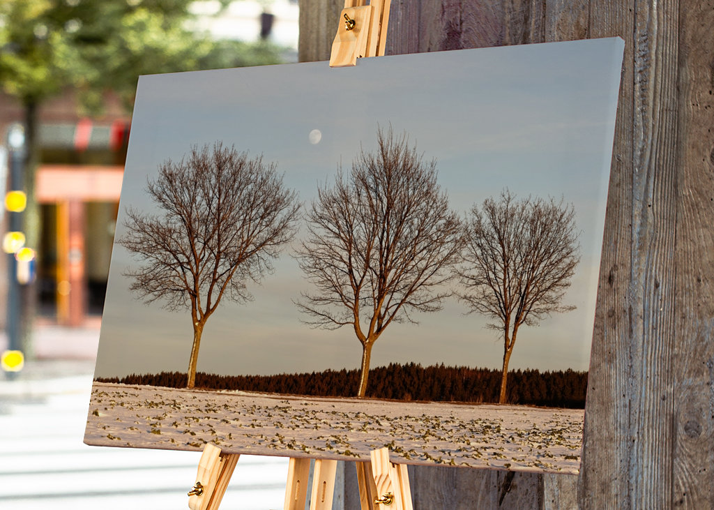 Evening light in winter