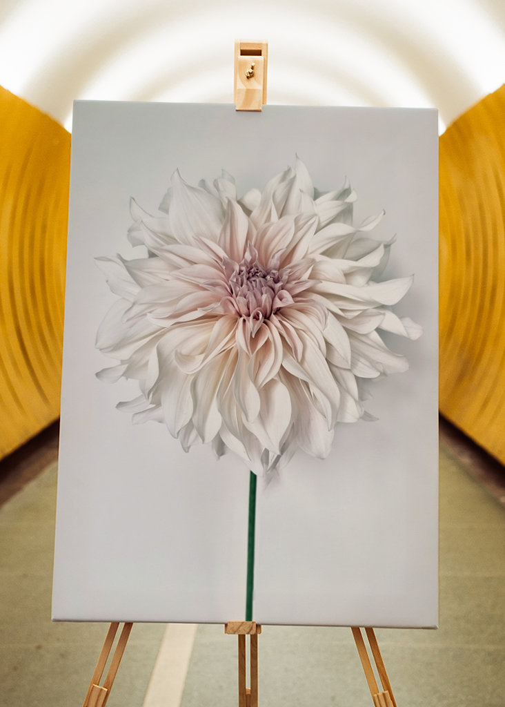 Dahlia Cafe au Lait