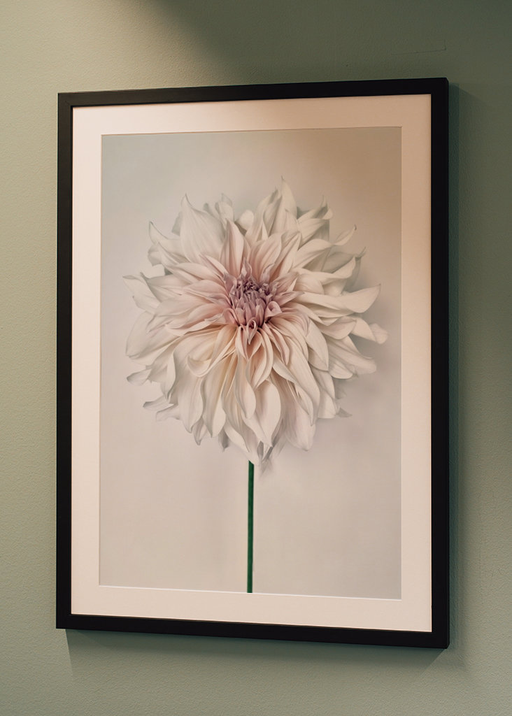 Dahlia Cafe au Lait