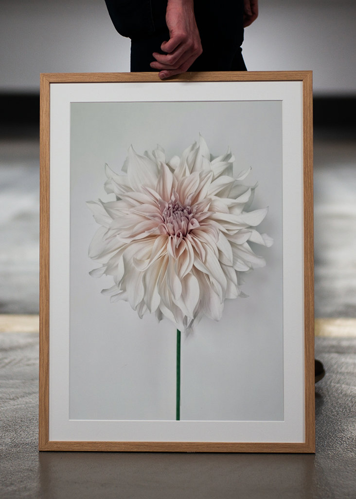 Dahlia Cafe au Lait
