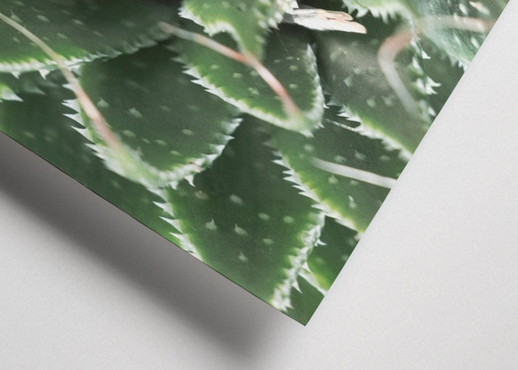 Zielone liście kaktusa