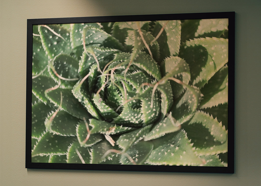 Zielone liście kaktusa