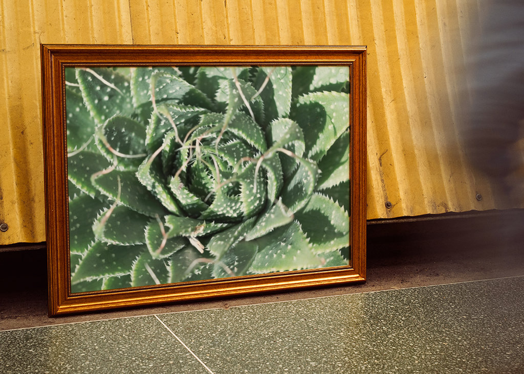 Zielone liście kaktusa