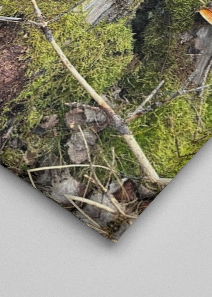 Lucfenyő csonk gombával 