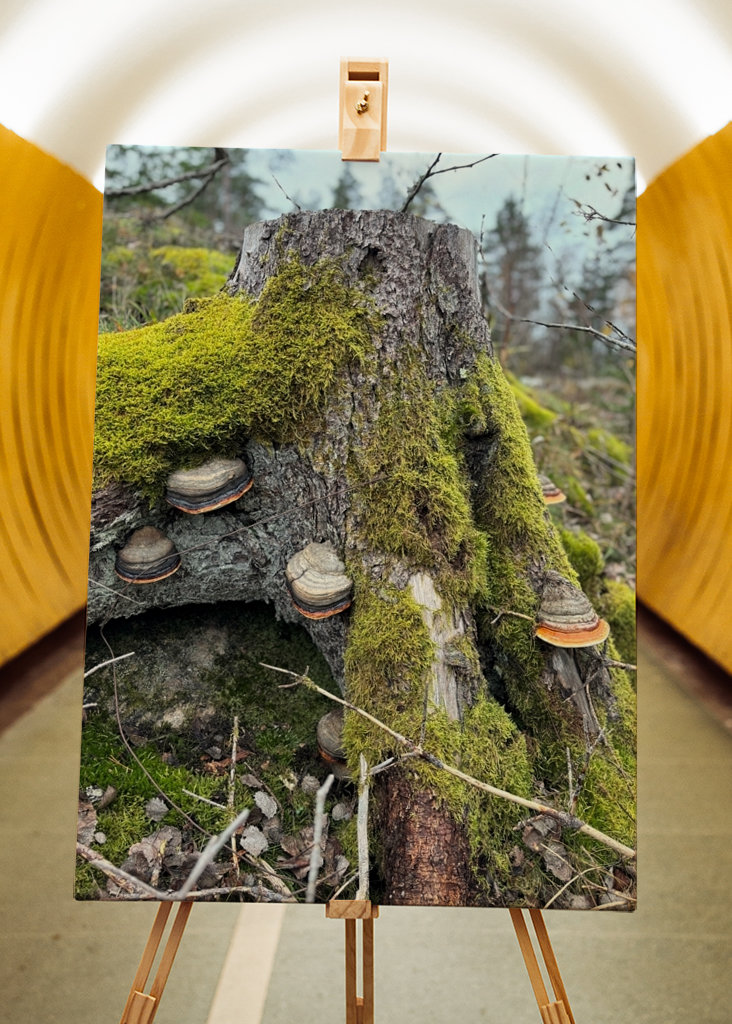 Lucfenyő csonk gombával 