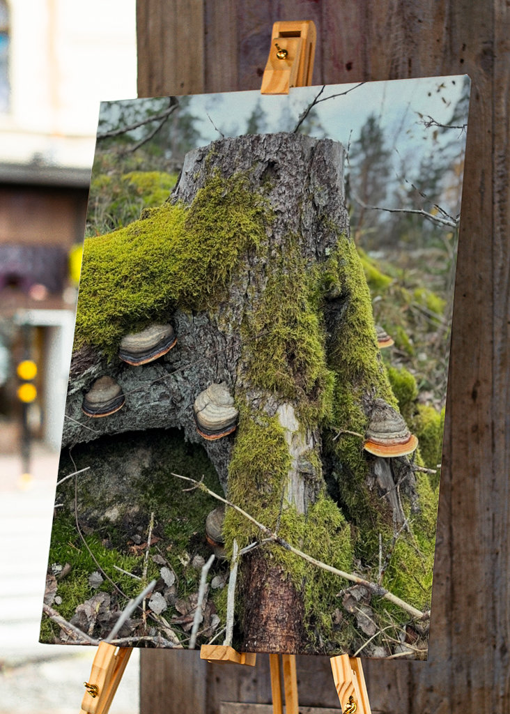 Lucfenyő csonk gombával 