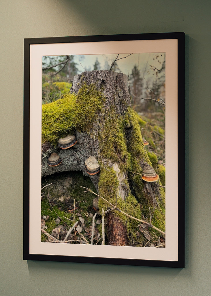 Lucfenyő csonk gombával 