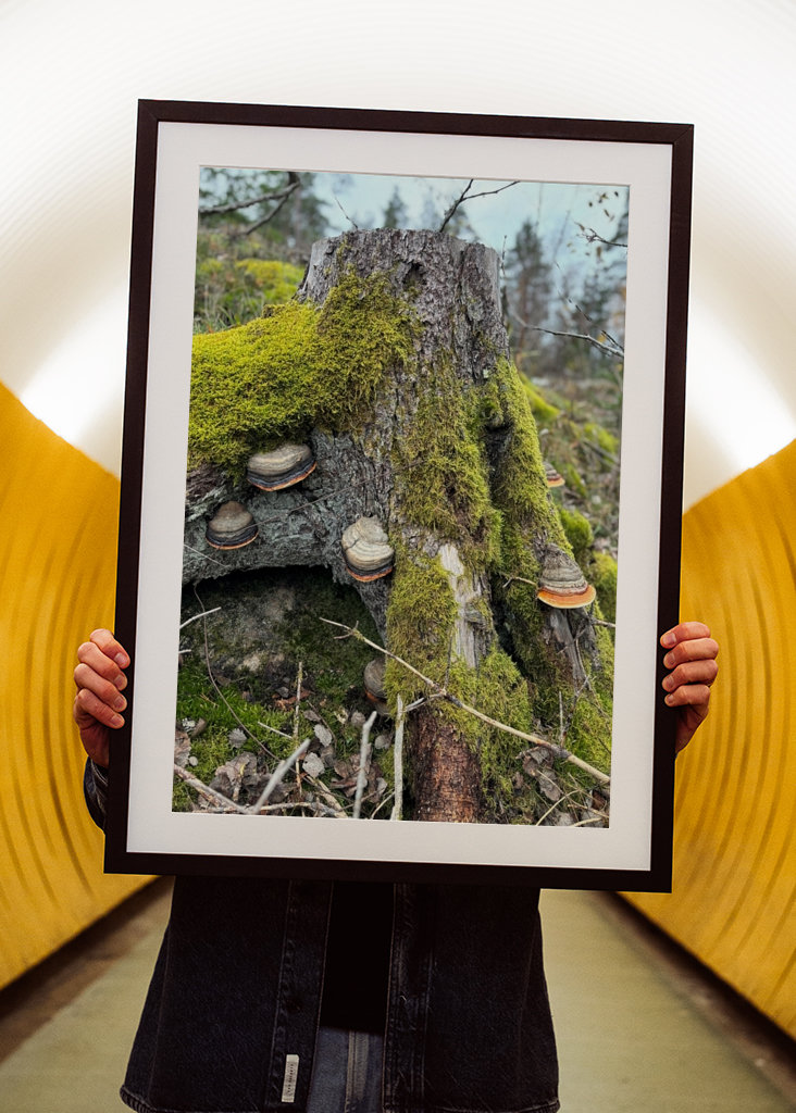 Lucfenyő csonk gombával 