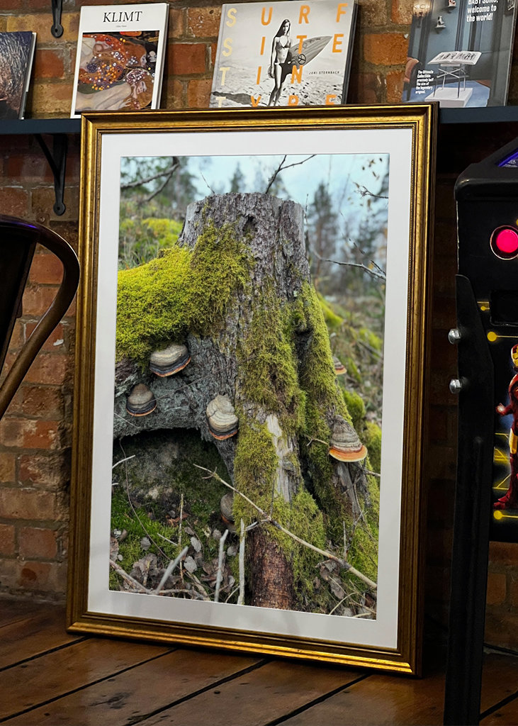 Lucfenyő csonk gombával 