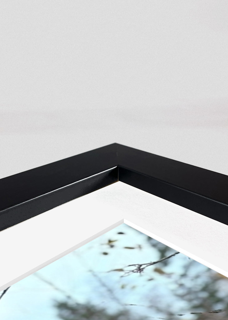 Lucfenyő csonk gombával 