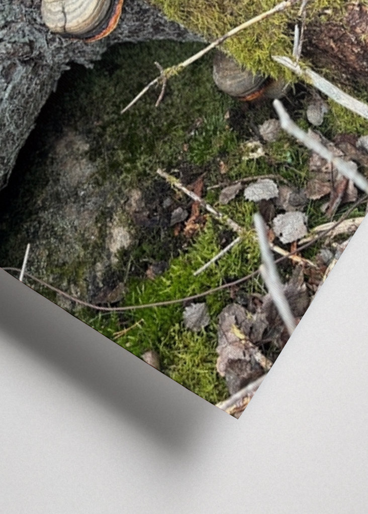 Lucfenyő csonk gombával 