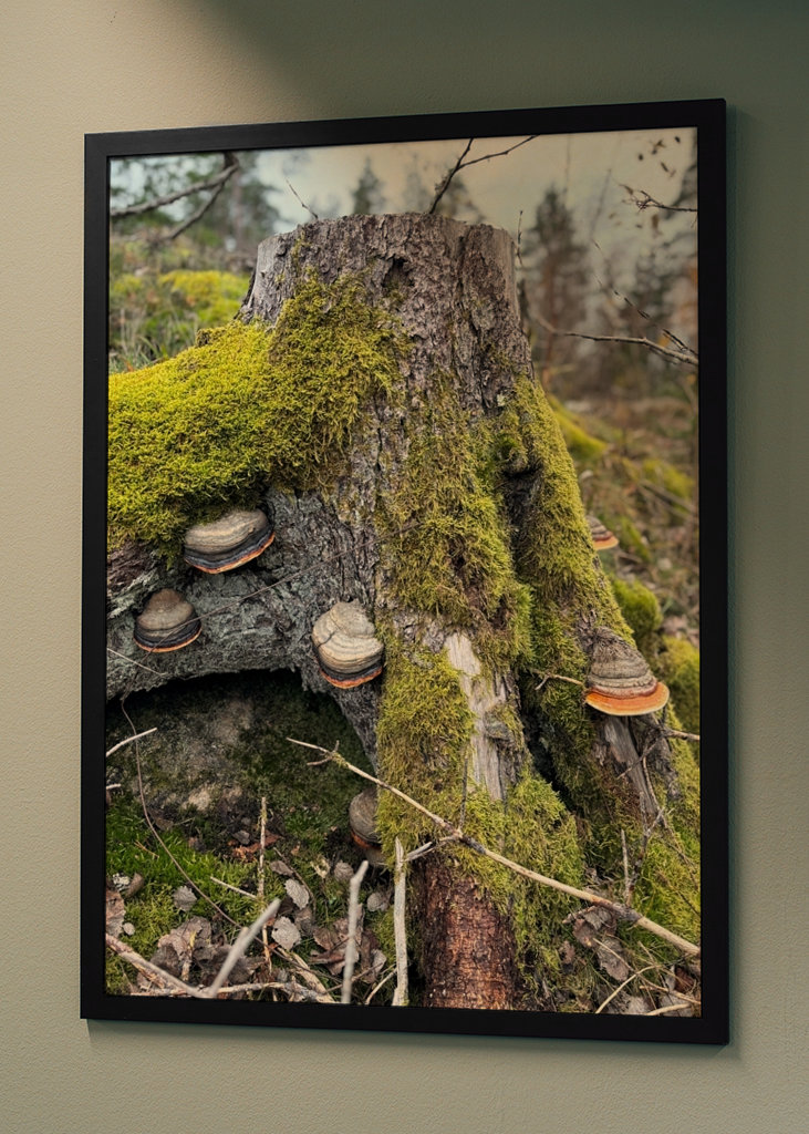 Lucfenyő csonk gombával 