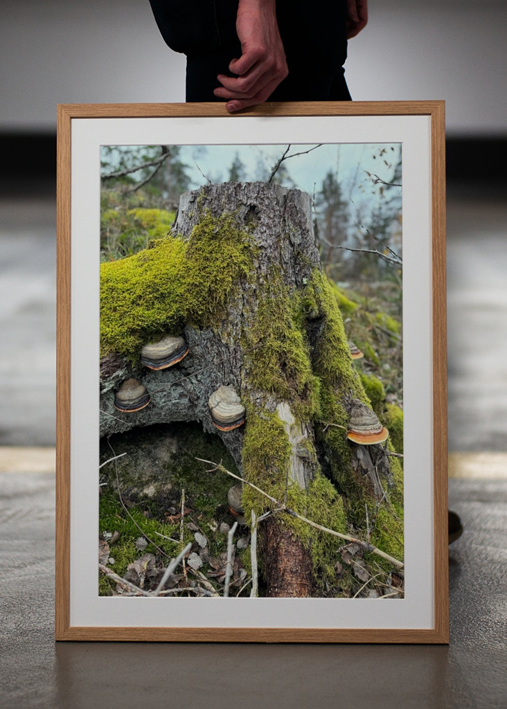 Lucfenyő csonk gombával 