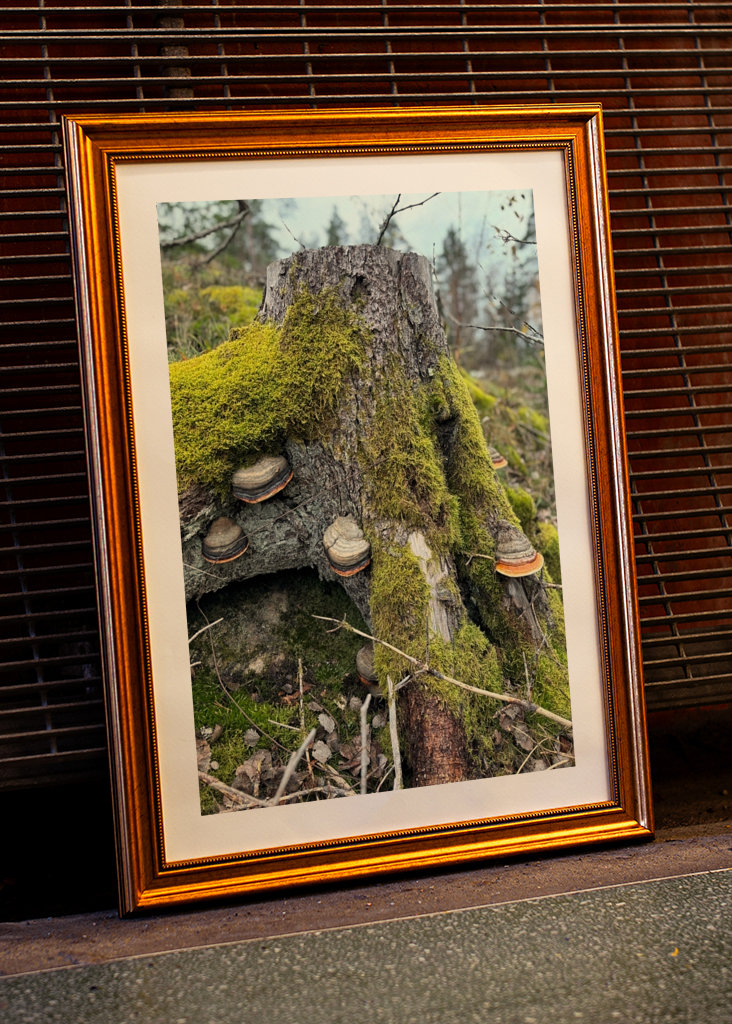 Lucfenyő csonk gombával 