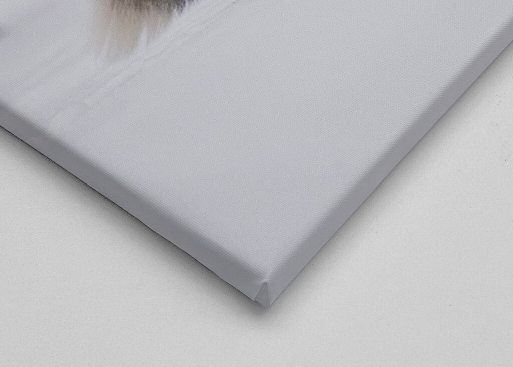 Dicker Schwanz bei Schneefall