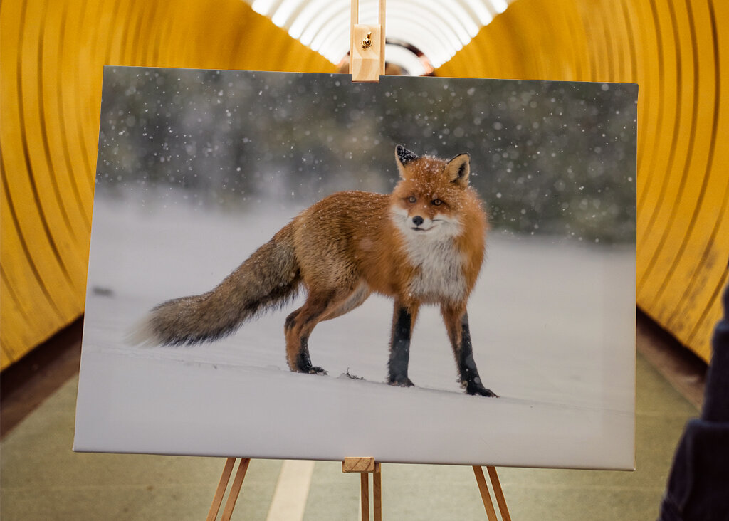 Dicker Schwanz bei Schneefall