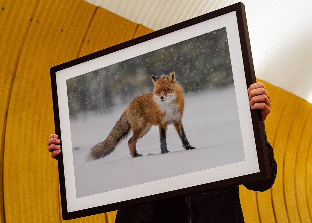 Dicker Schwanz bei Schneefall