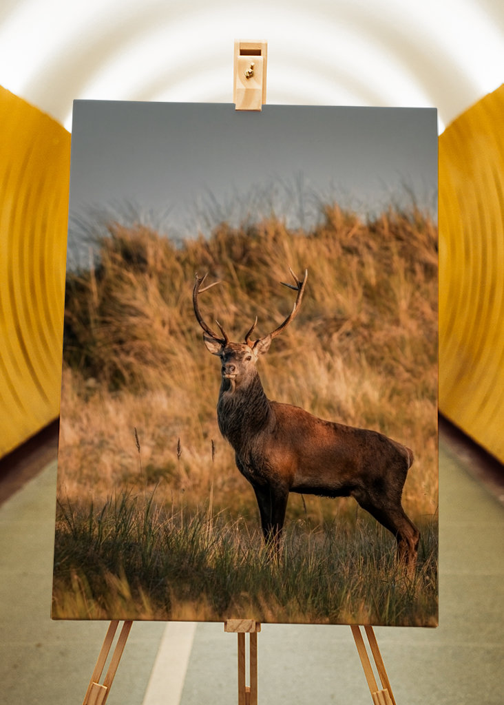 Stolzer Hirsch im Abendlicht