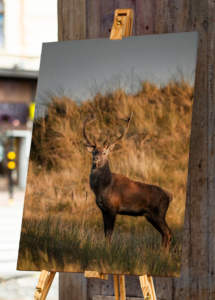 Stolzer Hirsch im Abendlicht