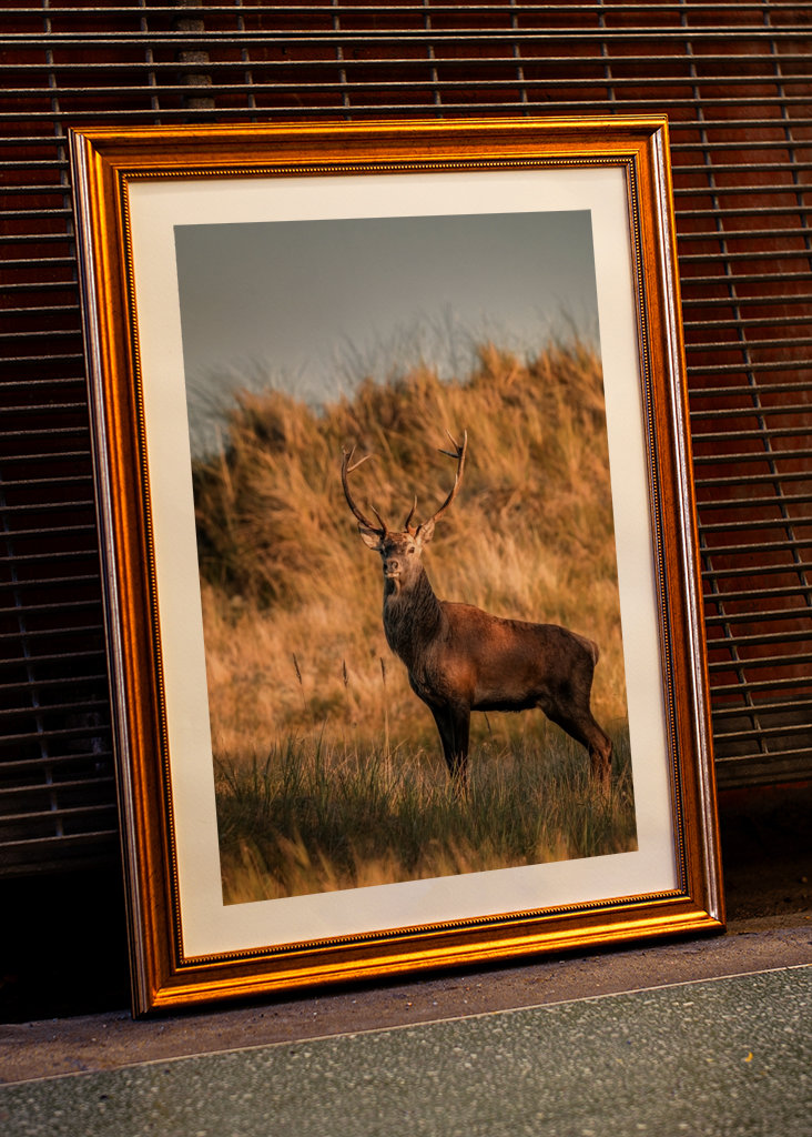 Stolzer Hirsch im Abendlicht