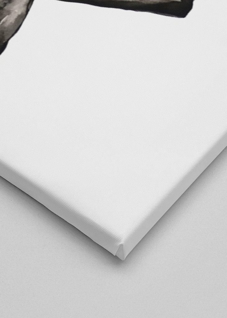 Dobermann dog w/ rivet collar