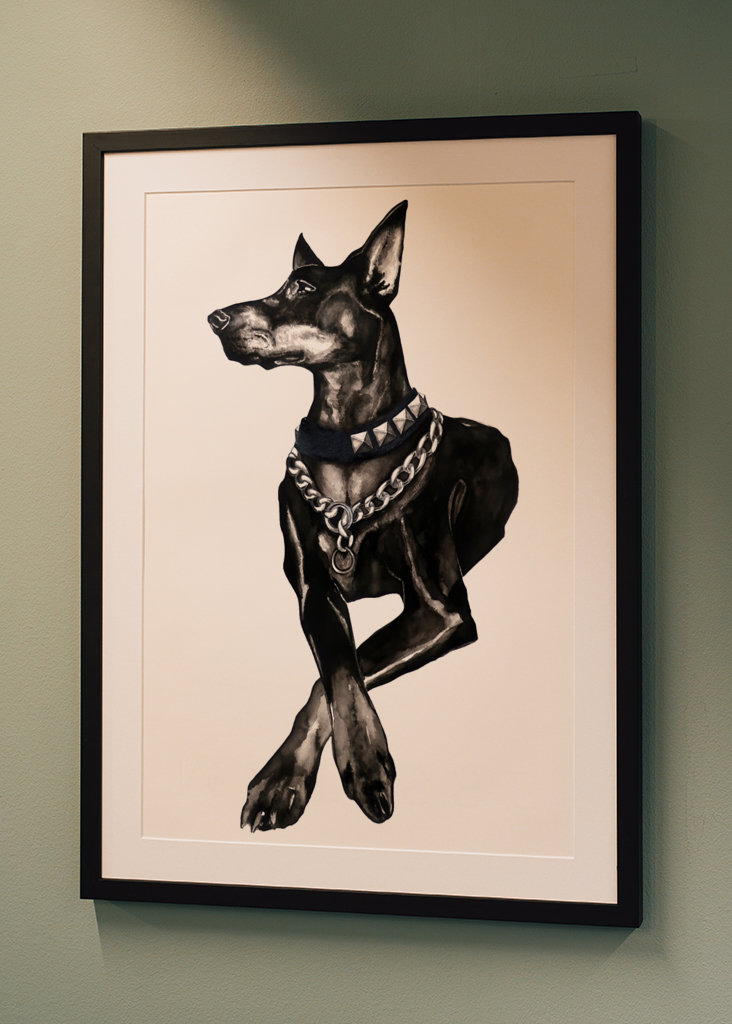 Dobermann dog w/ rivet collar