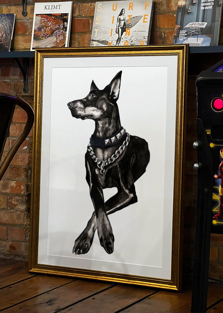 Dobermann dog w/ rivet collar