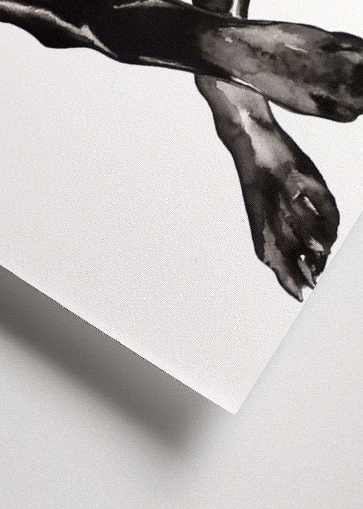 Dobermann dog w/ rivet collar