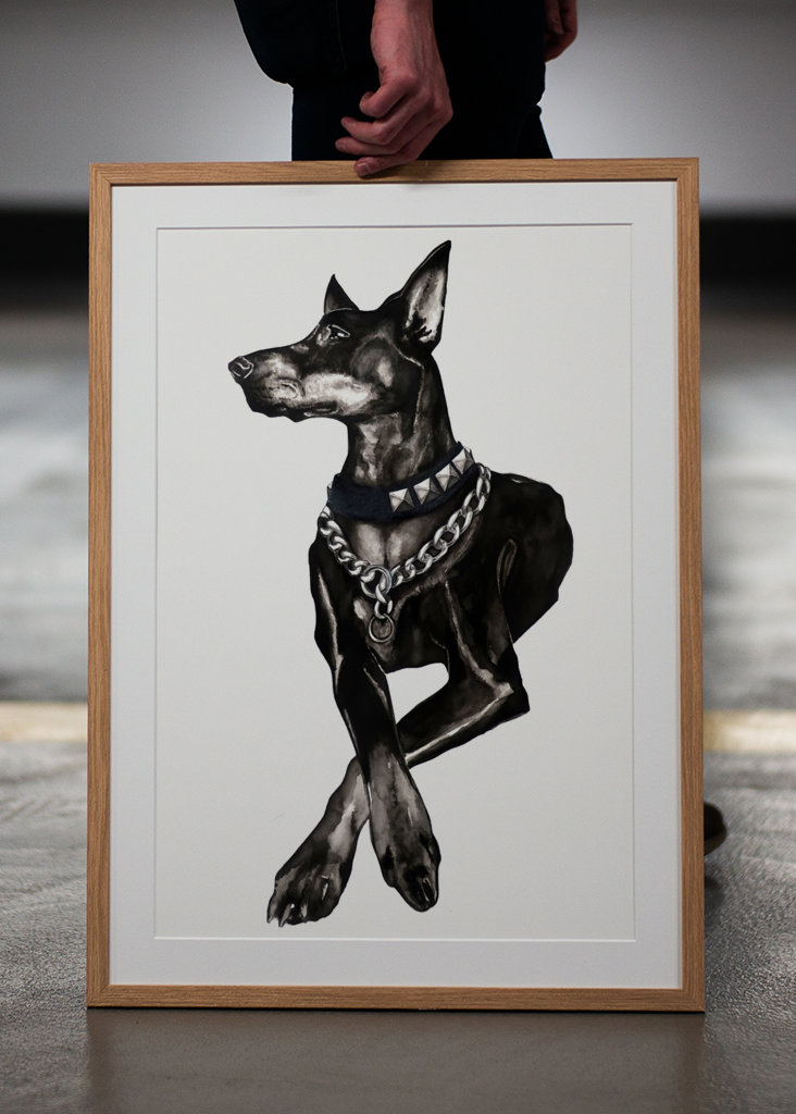 Dobermann dog w/ rivet collar