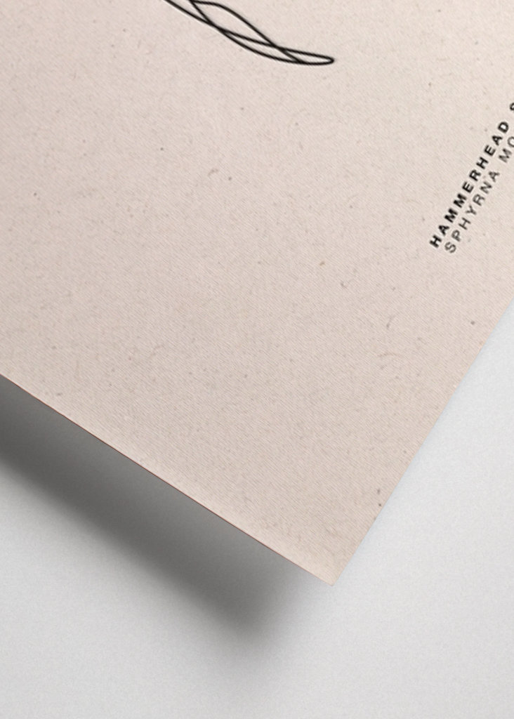 Line Art Hammerhead Shark