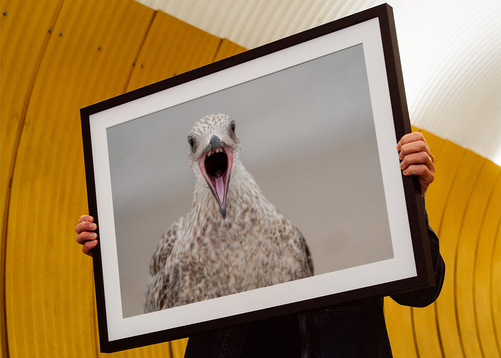 Le goéland pleureur