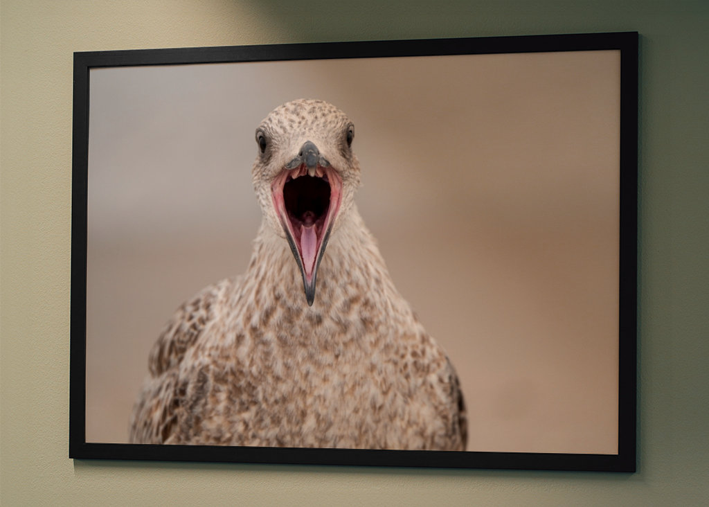 Le goéland pleureur