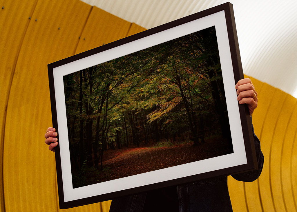 Light in a dark forest