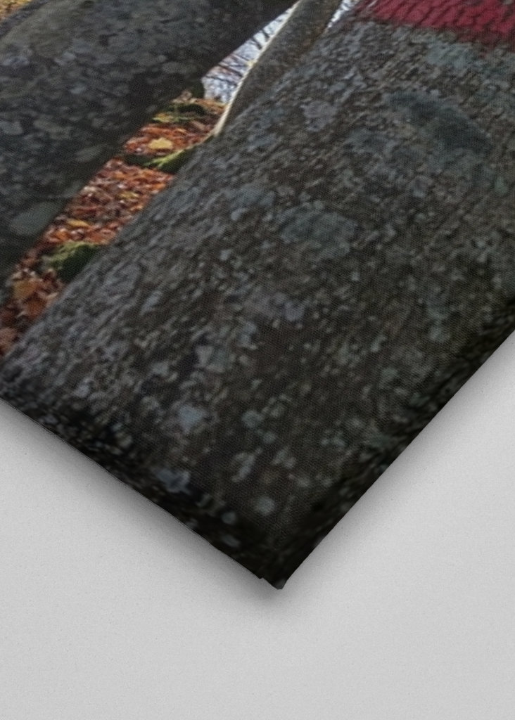 Geheimnisvoller Zauberwald!