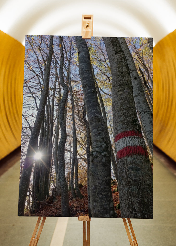 Geheimnisvoller Zauberwald!