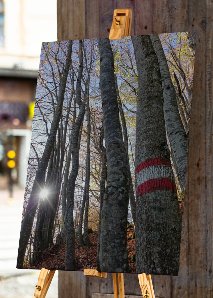 Geheimnisvoller Zauberwald!