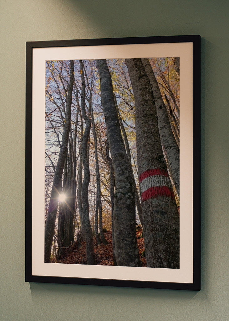 Geheimnisvoller Zauberwald!