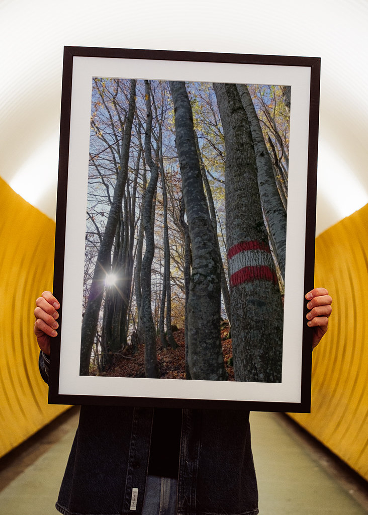 Geheimnisvoller Zauberwald!