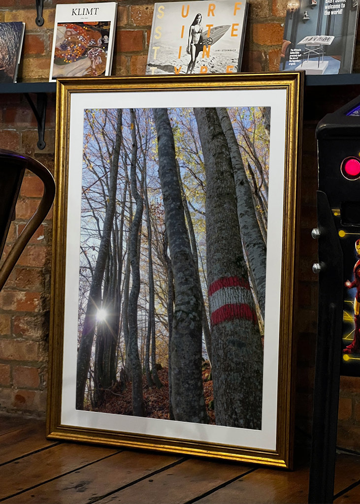 Geheimnisvoller Zauberwald!