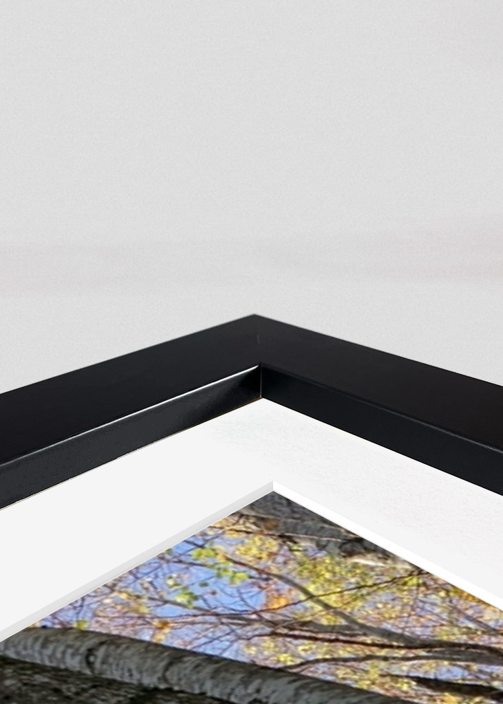 Geheimnisvoller Zauberwald!