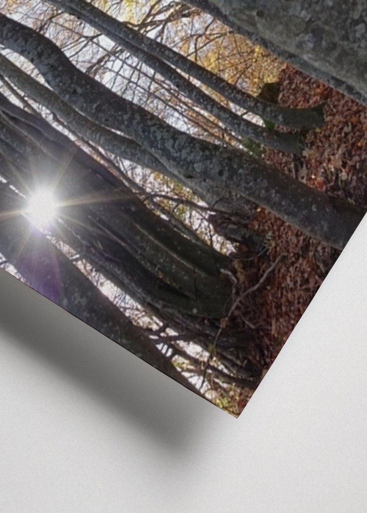 Geheimnisvoller Zauberwald!