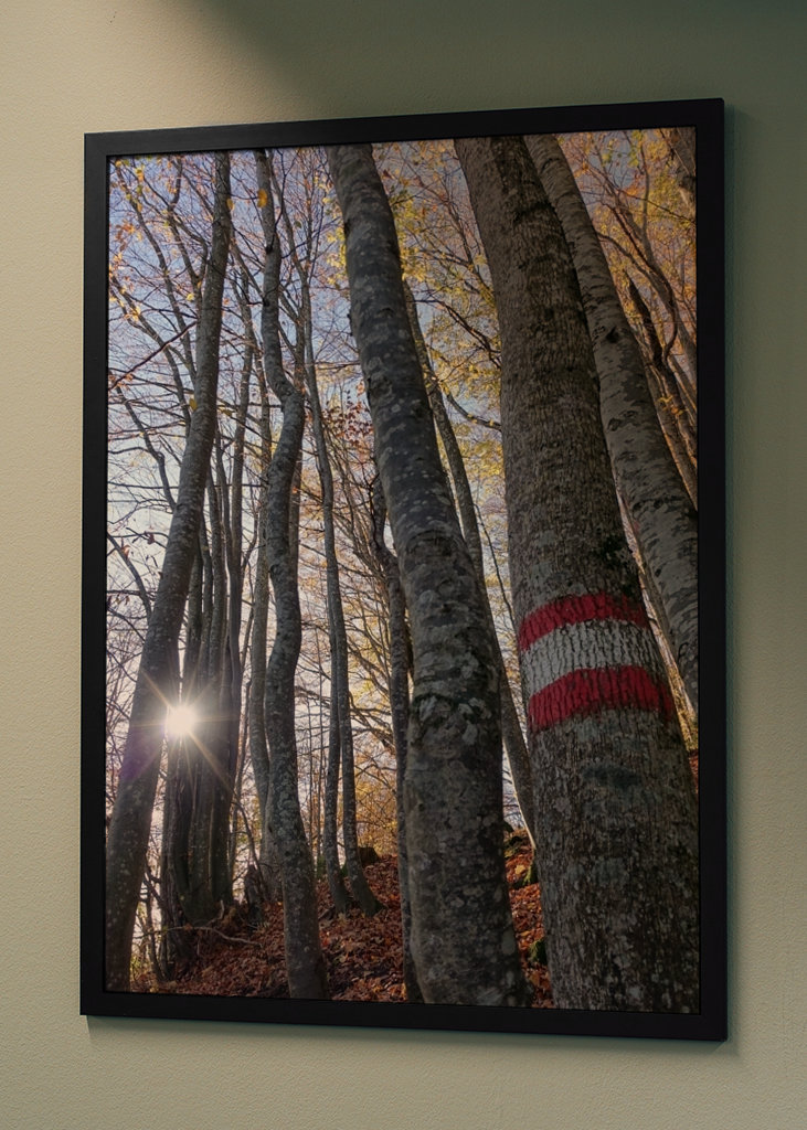 Geheimnisvoller Zauberwald!