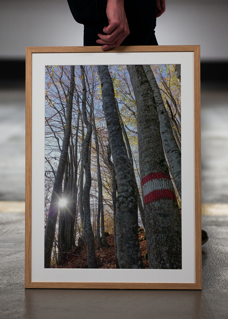 Geheimnisvoller Zauberwald!