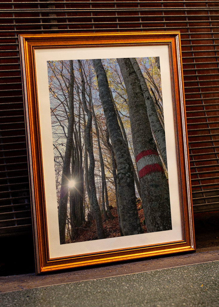 Geheimnisvoller Zauberwald!