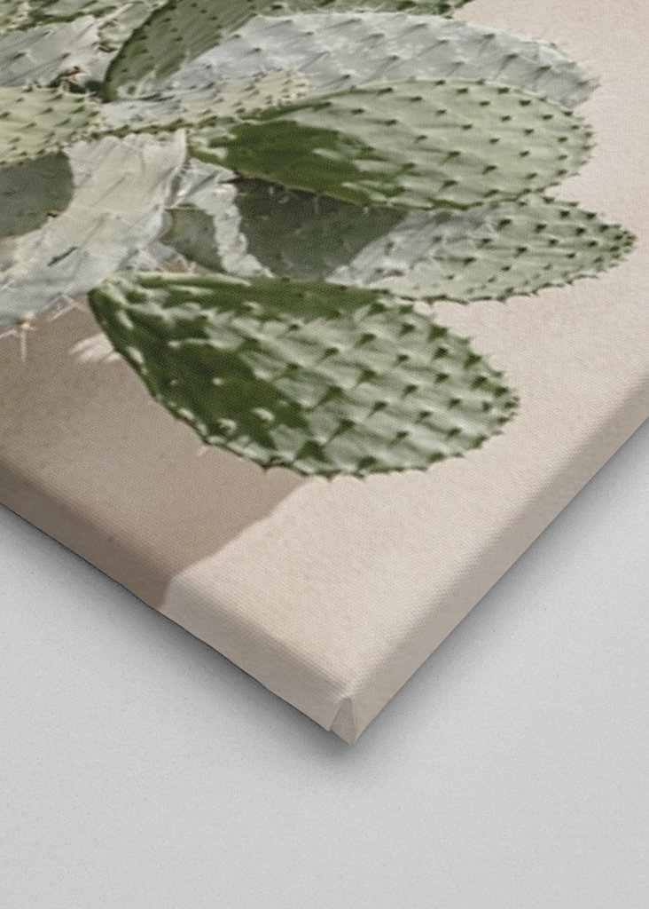 Cactus on the pink wall