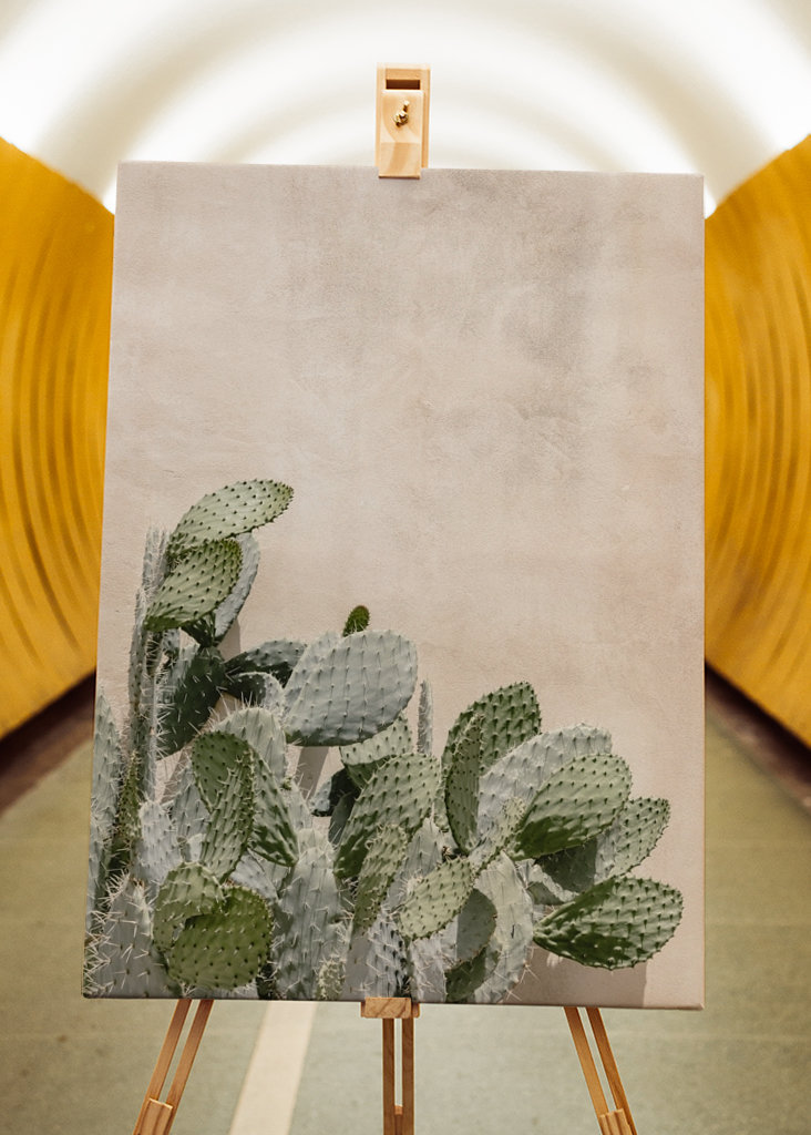 Cactus on the pink wall