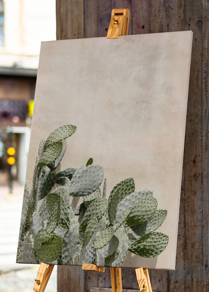 Cactus on the pink wall