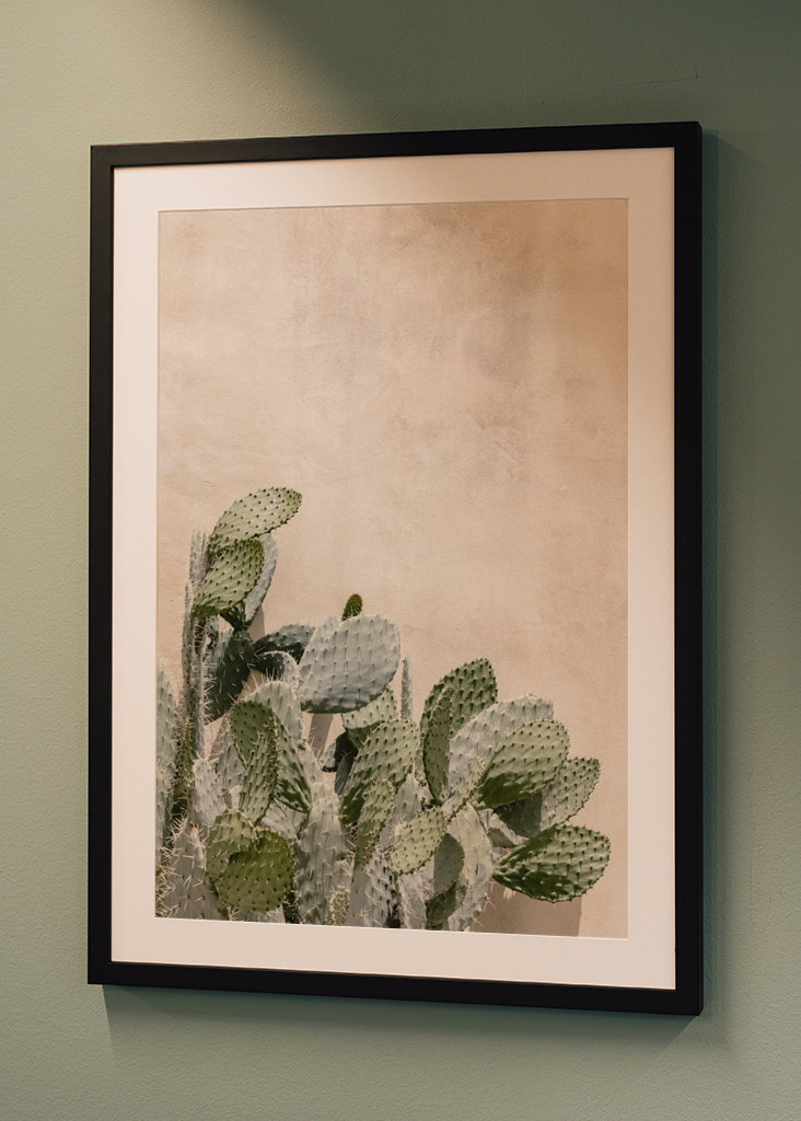 Cactus on the pink wall